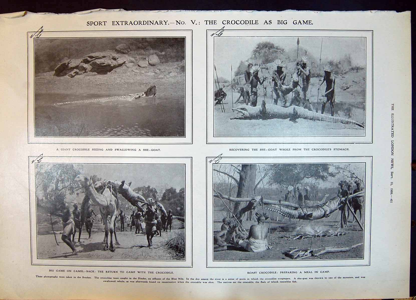 Old 1908 Crocodile Hunting She-Goat Soudan Dinder Terry Craig Theatre 20th