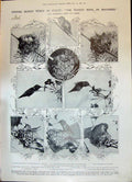 Old 1908 Humming-Bird Nest Eggs Honey Theatre Giffard Darrell Passmor 20th