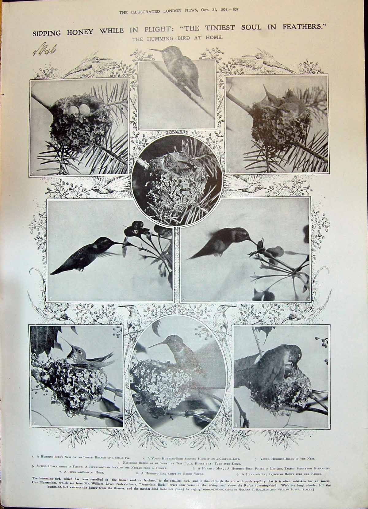 Old 1908 Humming-Bird Nest Eggs Honey Theatre Giffard Darrell Passmor 20th