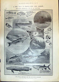 Old 1908 Fish Gigas Spoon Bill Remora Candle Lung Star Gazer Perch Ti 20th