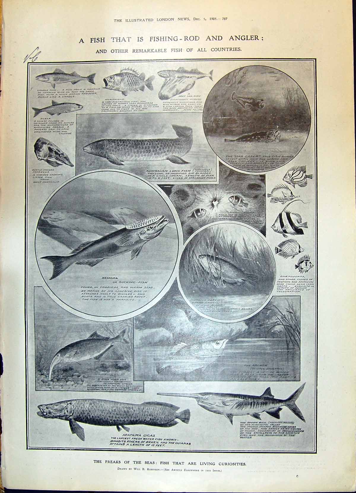 Old 1908 Fish Gigas Spoon Bill Remora Candle Lung Star Gazer Perch Ti 20th