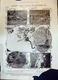 Old 1908 Christmas Dinner Haunts Wild Turkey Sanctuary Grap-Fruit Pla 20th
