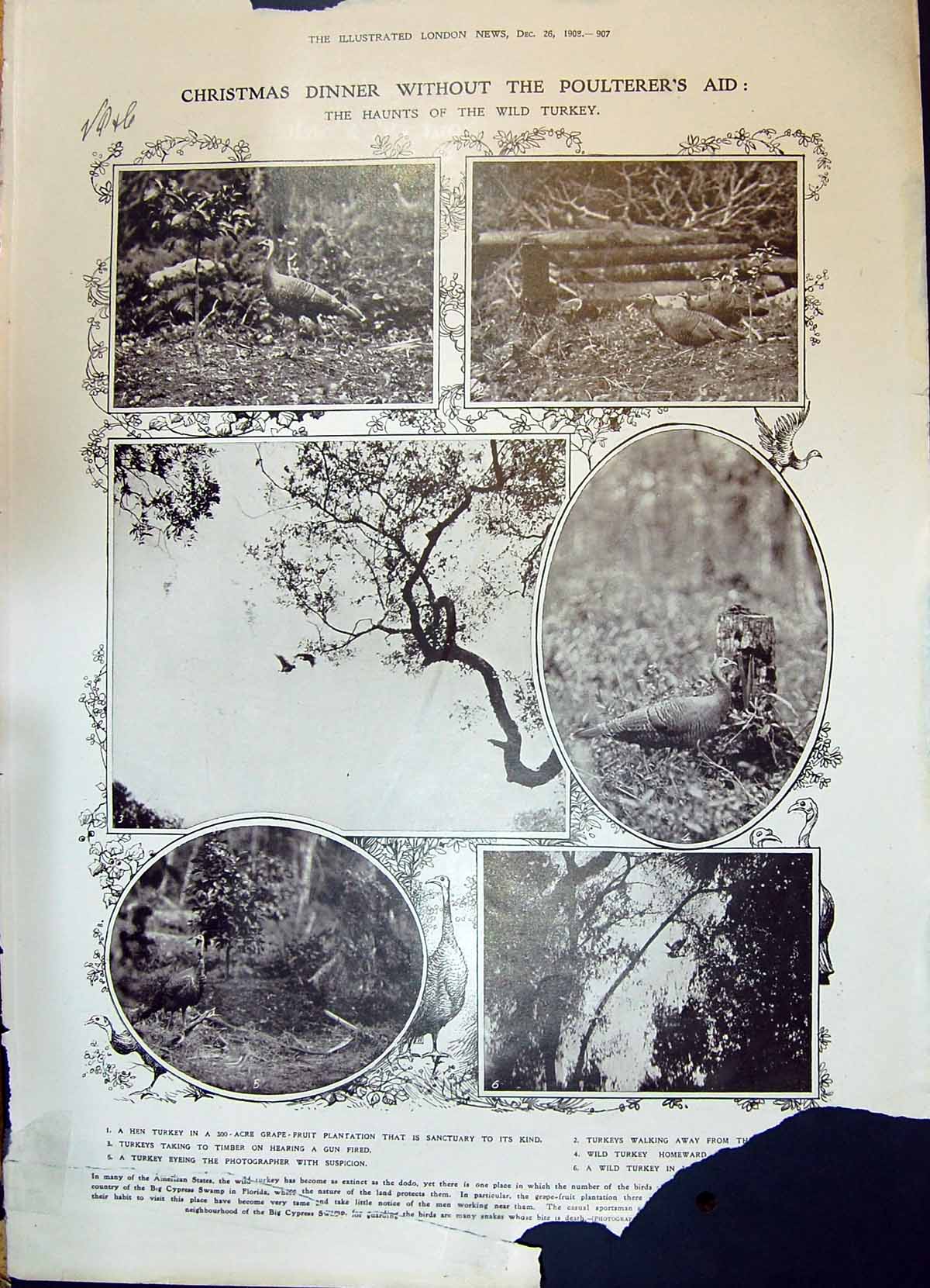 Old 1908 Christmas Dinner Haunts Wild Turkey Sanctuary Grap-Fruit Pla 20th