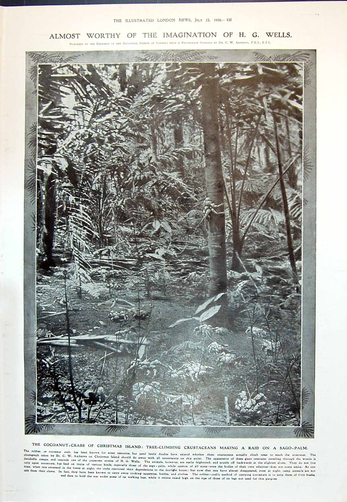 Old 1910 Cocoanut Crabs Christmas Island Sago-Palm Petersburg Muscovi 20th