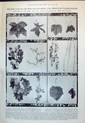 Old 1910 Plants Chestnut Leaf Maple Syringa Ginkgo Sycamore Krupp Gun 20th