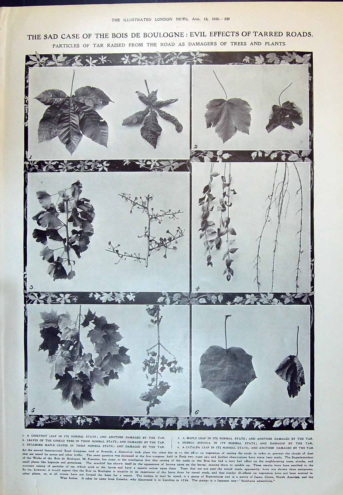 Old 1910 Plants Chestnut Leaf Maple Syringa Ginkgo Sycamore Krupp Gun 20th