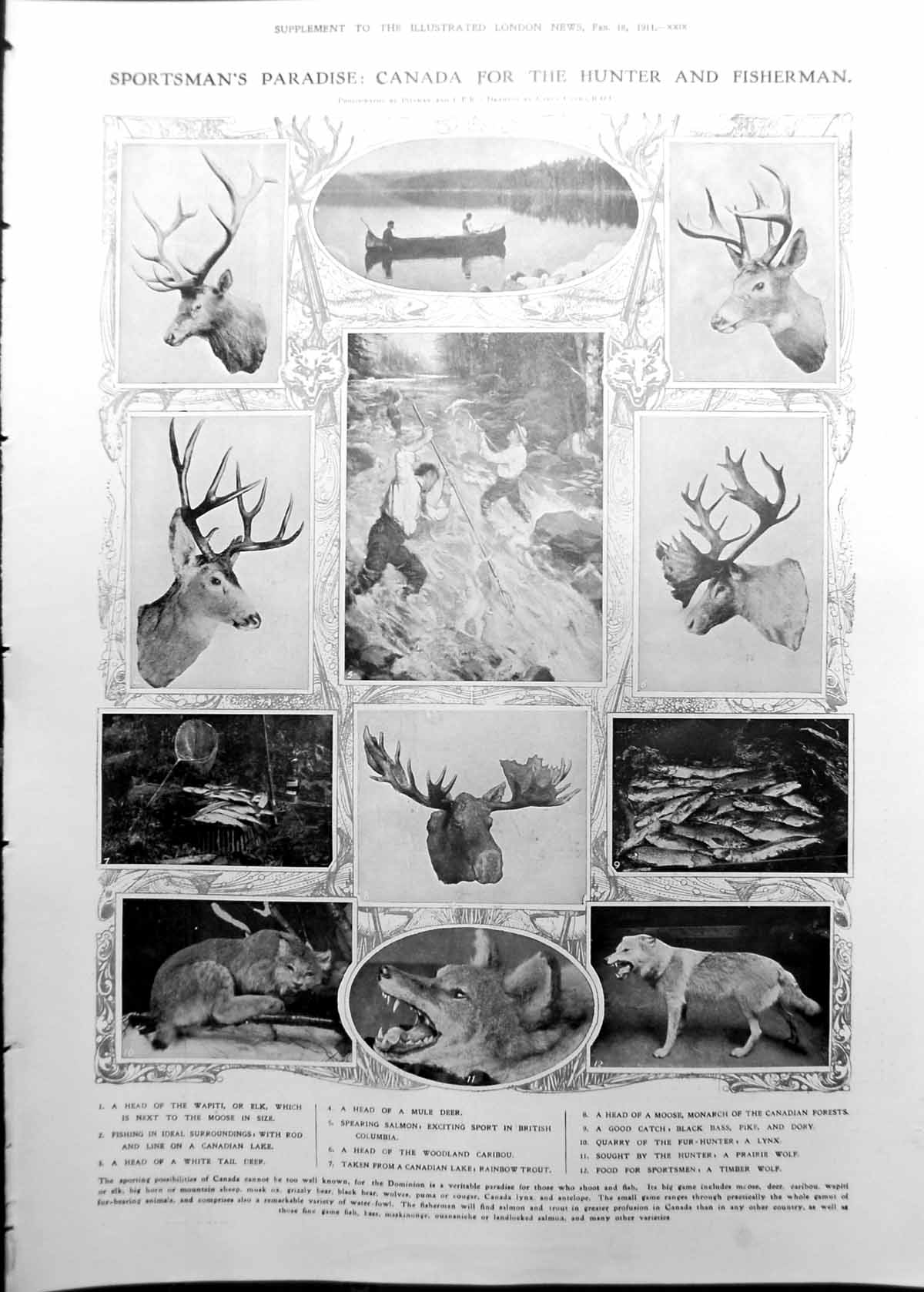 Old Canada Sporting Hunting Fishing Trophies Bank Montreal 1911 1113RP 20th