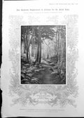 Old Colour J. Farquharson Woodland Scene Bracken Court Annal 1911 1121RP 20th