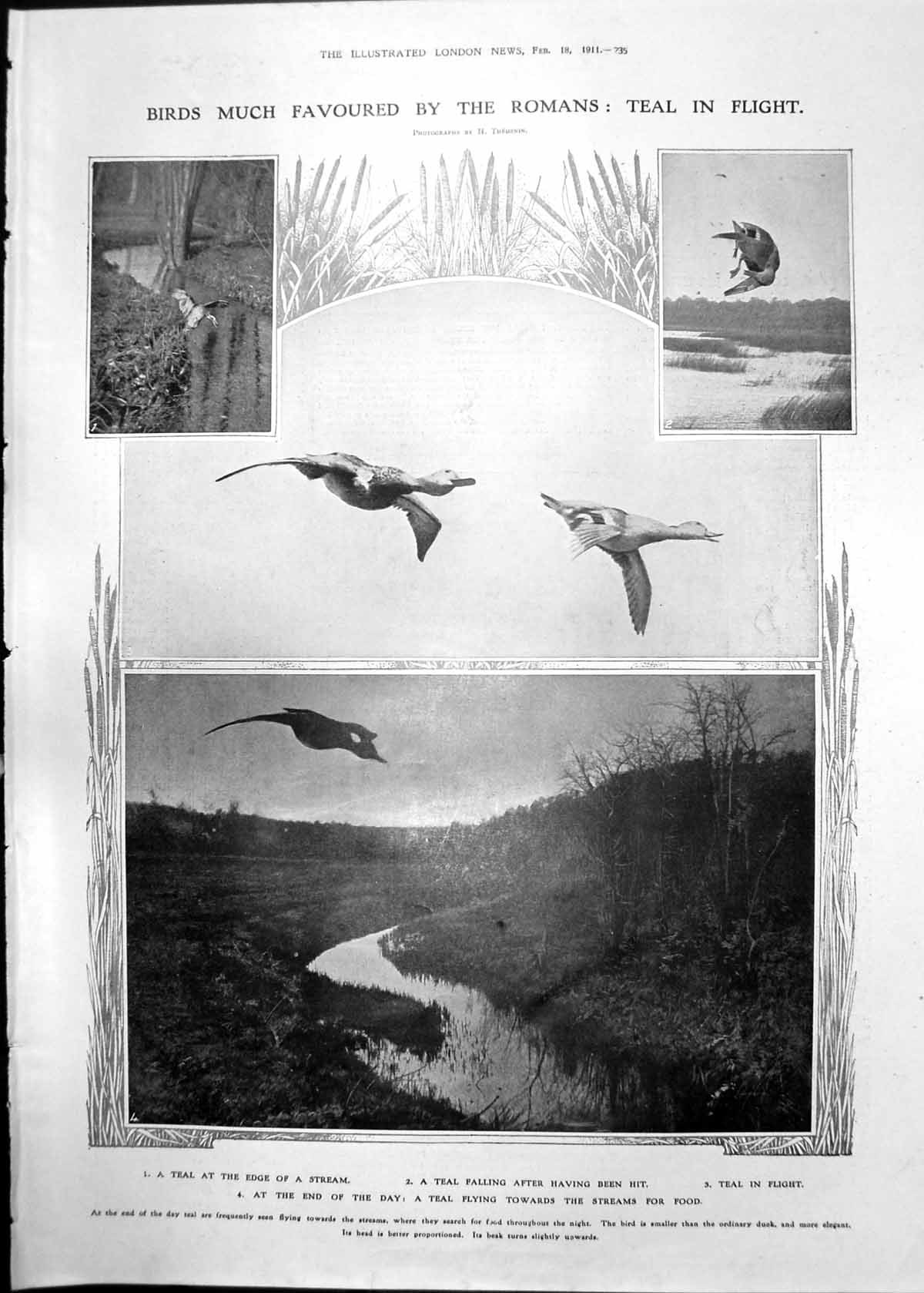 Old Teal In Flight Reedbeds Inventions For Muffling Firearms 1911 235RP 20th
