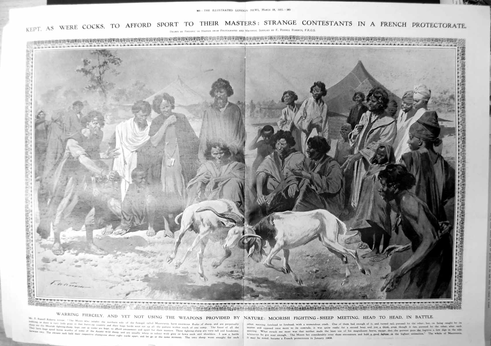 Old Moorish Fighting Sheep Butting Each Other Audience Tents 1911 388TP 20th