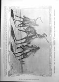 Old Print Horse Training Argentina Giant Aloe Microscope Fur Identity 1911 513RP