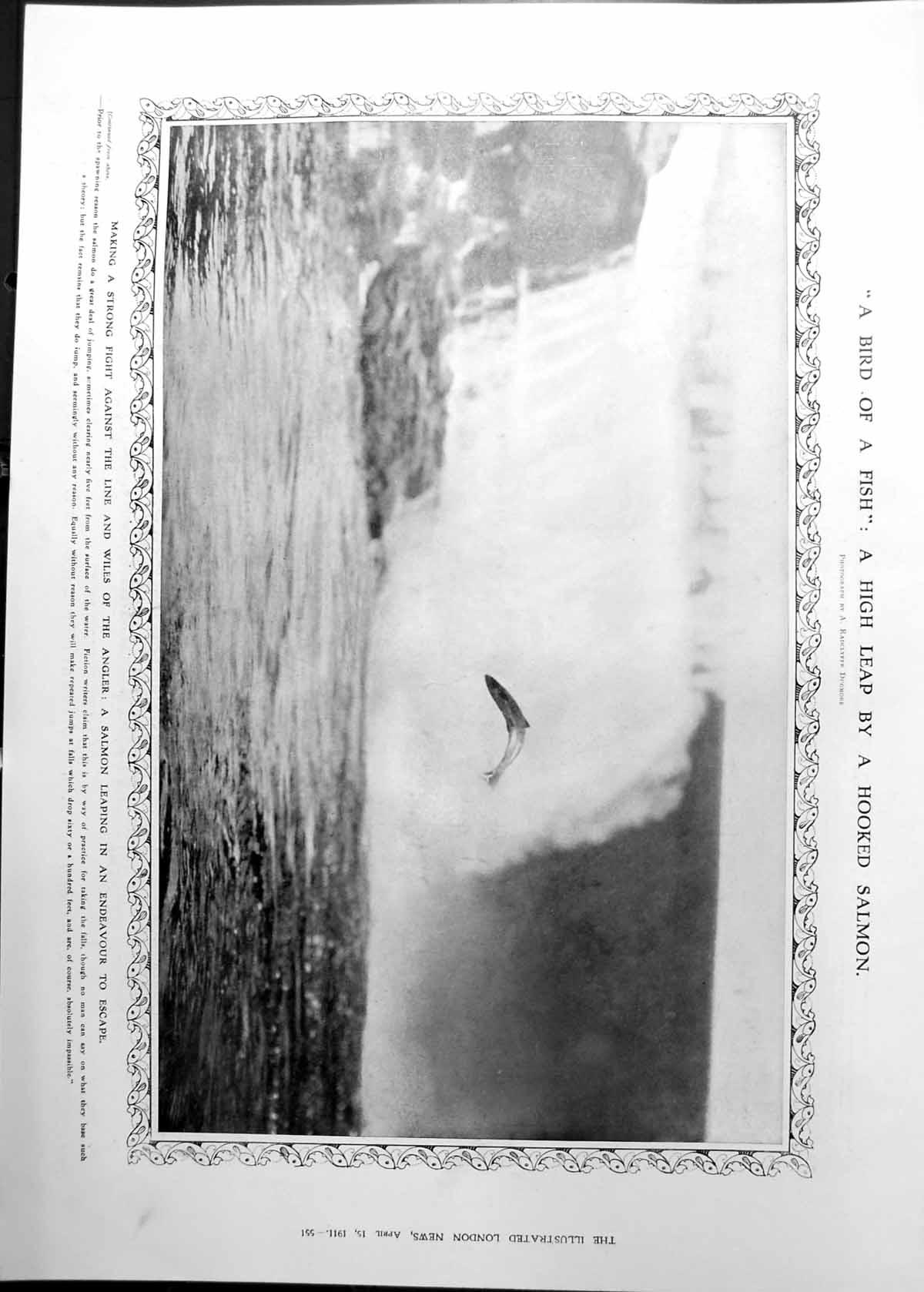 Old Hooked Salmon Leaping Escape Mount Vesuvius In Eruption 1911 551RP 20th