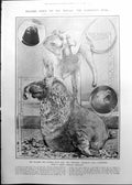 Antique Print Elephant Compared Elephant-Seal Georgs Bernard Shaw 1911 573RP