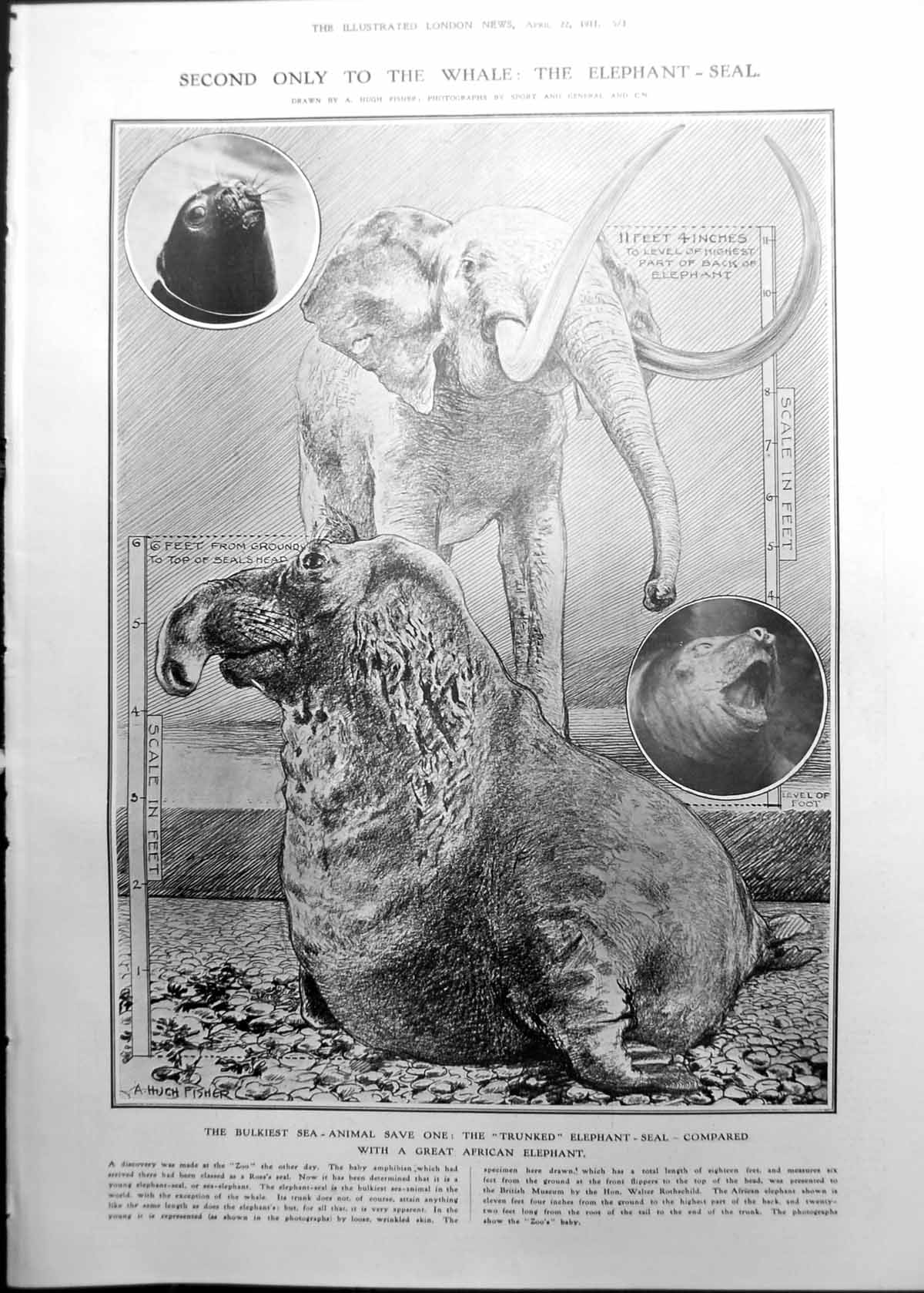 Antique Print Elephant Compared Elephant-Seal Georgs Bernard Shaw 1911 573RP