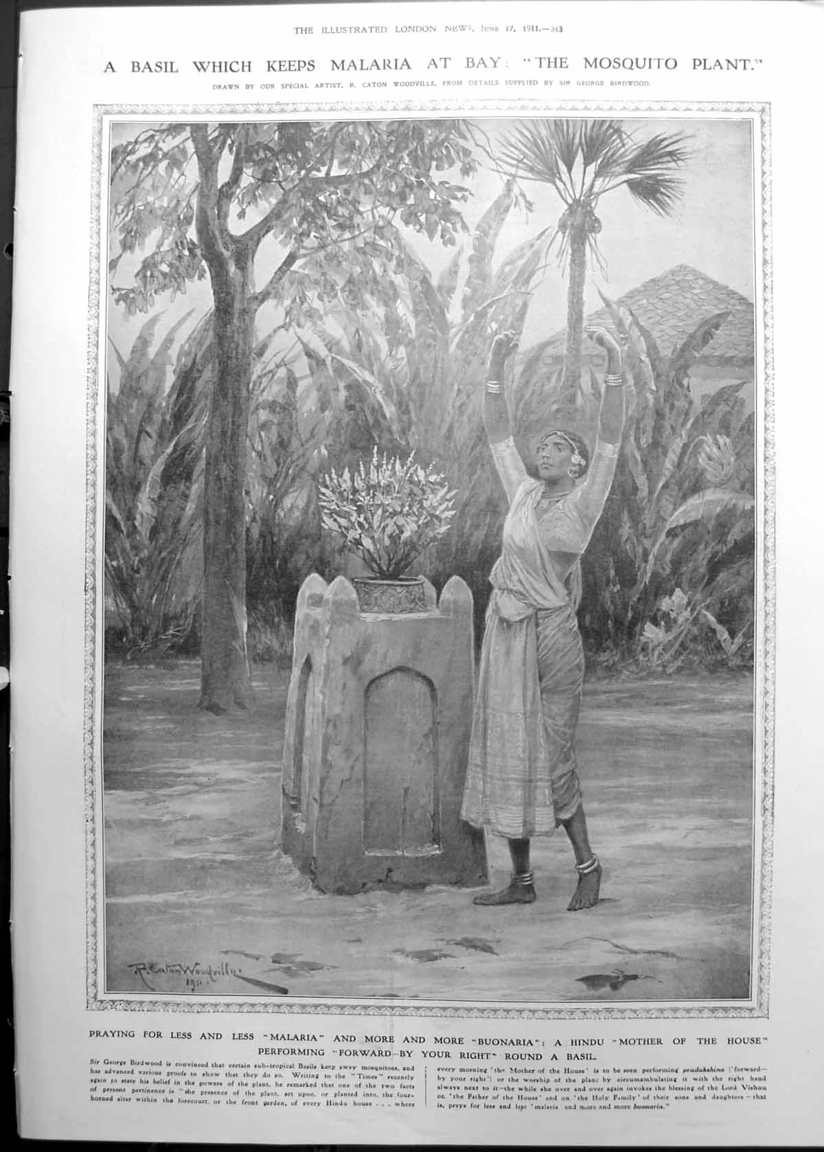 Print Basil Keeping Malaria At Bay Mosquitoes Covering Water Tanks 1911 943RP