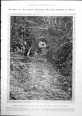 Old Print Tiger Jungle Charging King Emperor Nepal Great Shoot Being 1912 20th
