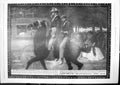 Antique Print Uses Ellimans Embrocations Horse Adult Okapi Just Killed 1912