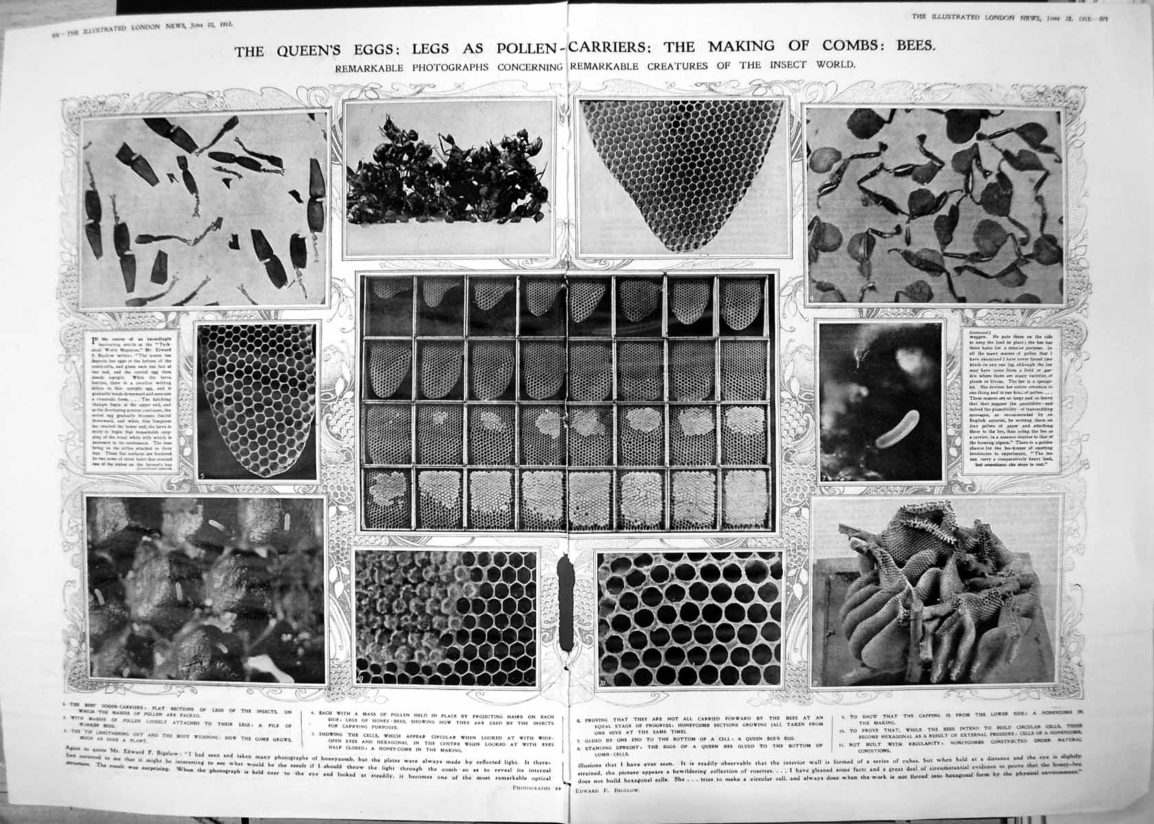 Old Making Honeycombs Bees Eggs Legs Pollen Carriers Hives 1912 Damaged 20th