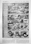 Antique Old Print Length Life Animal Kingdom Red Bridge Ranelagh Terrace 1912