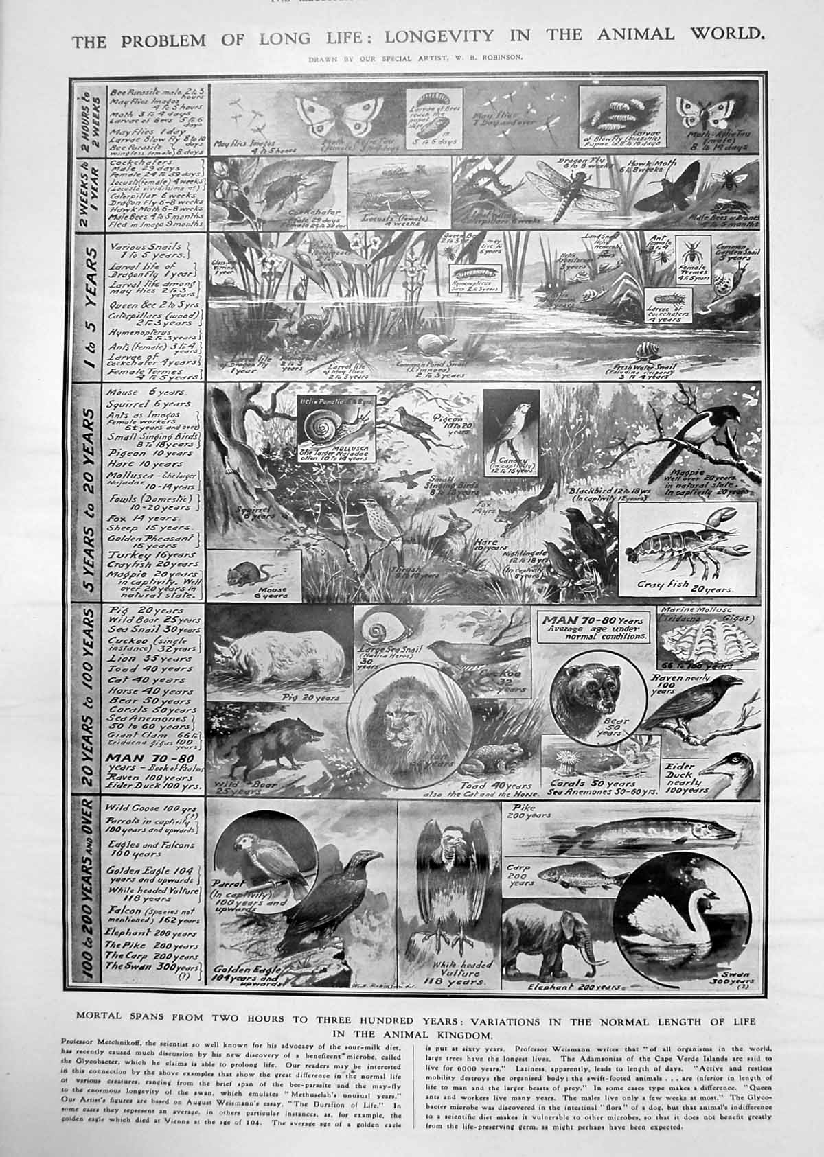 Antique Old Print Length Life Animal Kingdom Red Bridge Ranelagh Terrace 1912