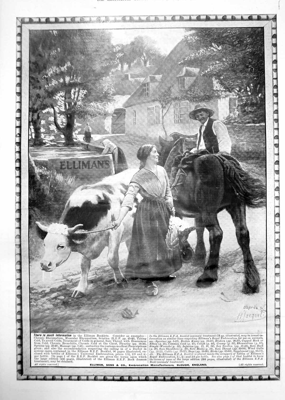 Old Print Ellimans Embrocation Horse Cow Ascot Gown Aertex Cellular 1912 20th