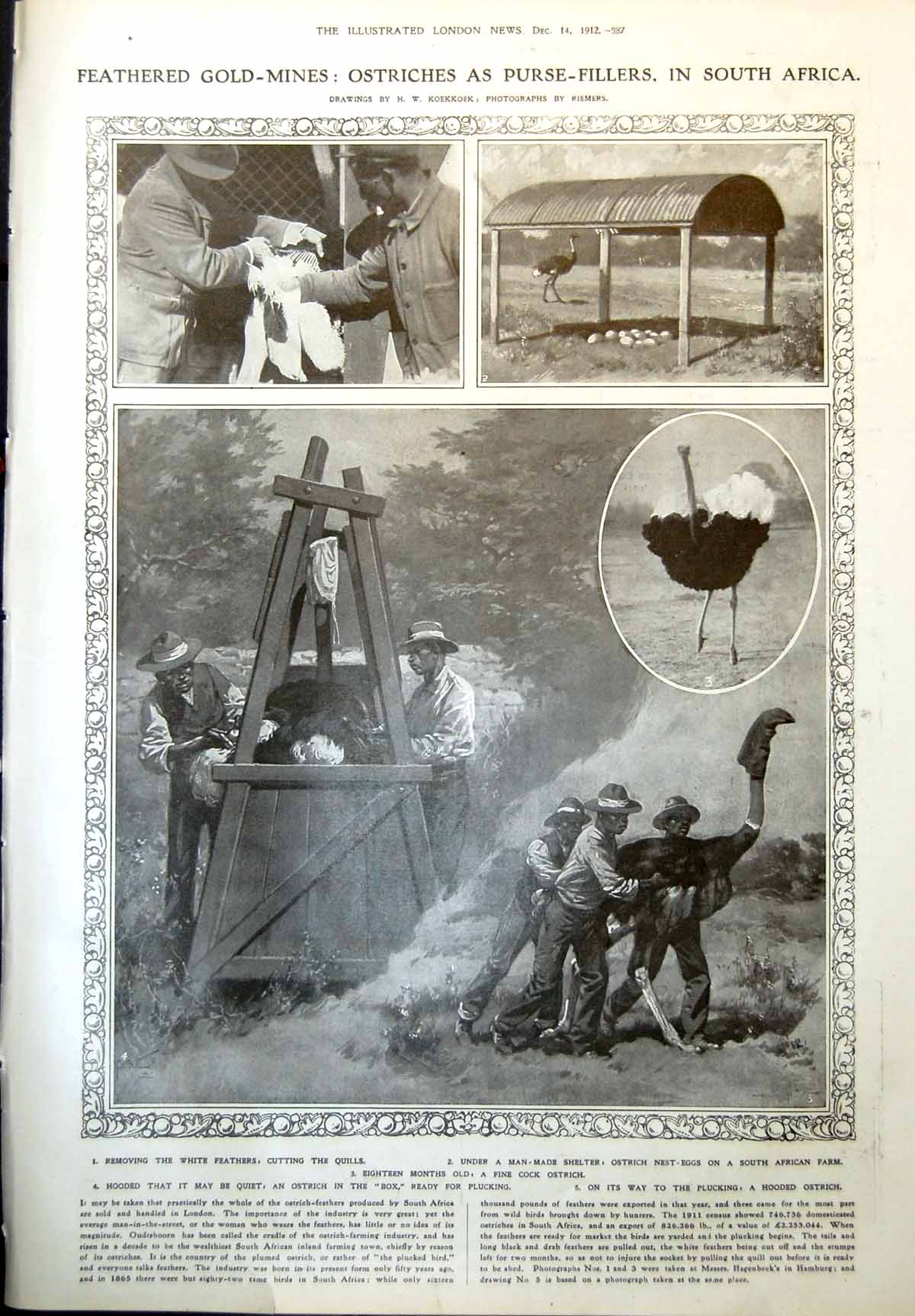 Old Print Ostriches Killed Feathers Quills S Africa Annals Hampstead 1912 20th