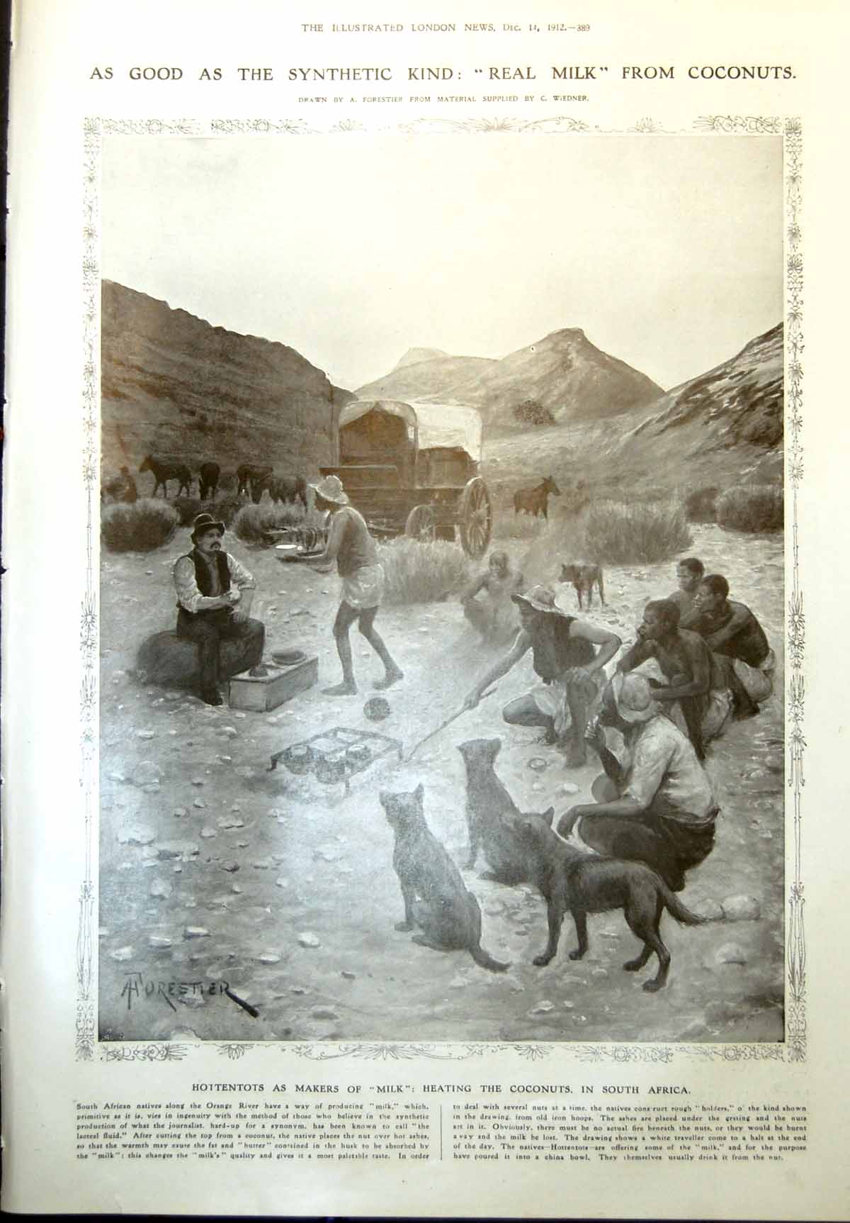 Old Hoitentots Milk Coconuts S Africa Quarantine Cholera Piraeus 1912 20th