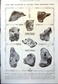 Old Stones Resembling Animal Forms Battle Grounds Bulgarian Plane1912 20th