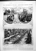 Old Agriculture British Columbia Tobacco Apples Canada Summer 1913 10 20th
