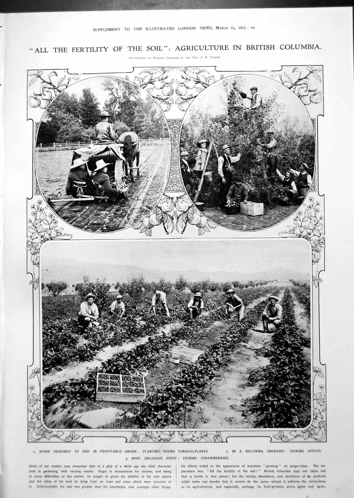 Old Agriculture British Columbia Tobacco Apples Canada Summer 1913 10 20th