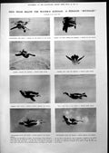 Old Penguin Swimming Underwater Black-Coks Fighting In Spring 1913 10 20th