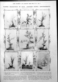 Old Print Japanese Floral Arrangements Oriental Influence Costume 1913 11 20th