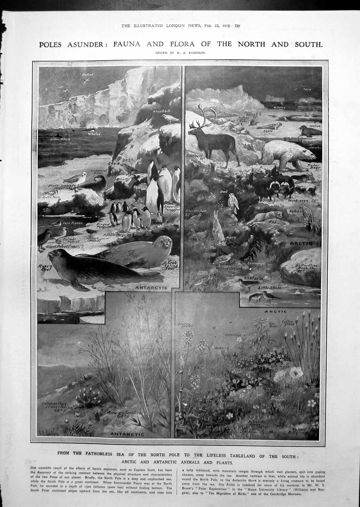 Antique Old Print Flora Fauna Arctic Antarctic Unmanned Test Balloon 1913 20th