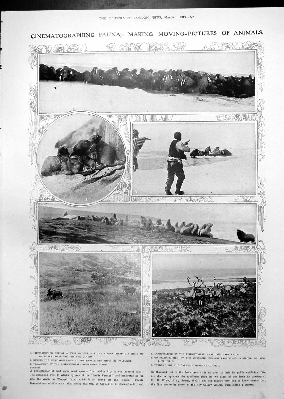 Old Print Moving Pictures Animals Wrangel Island Alaska Fossil Fish 1913 20th