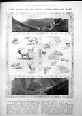 Antique Print Hunter Quarry Chinese Takin Wapiti Lawn Tennis Carriage 1913 20th