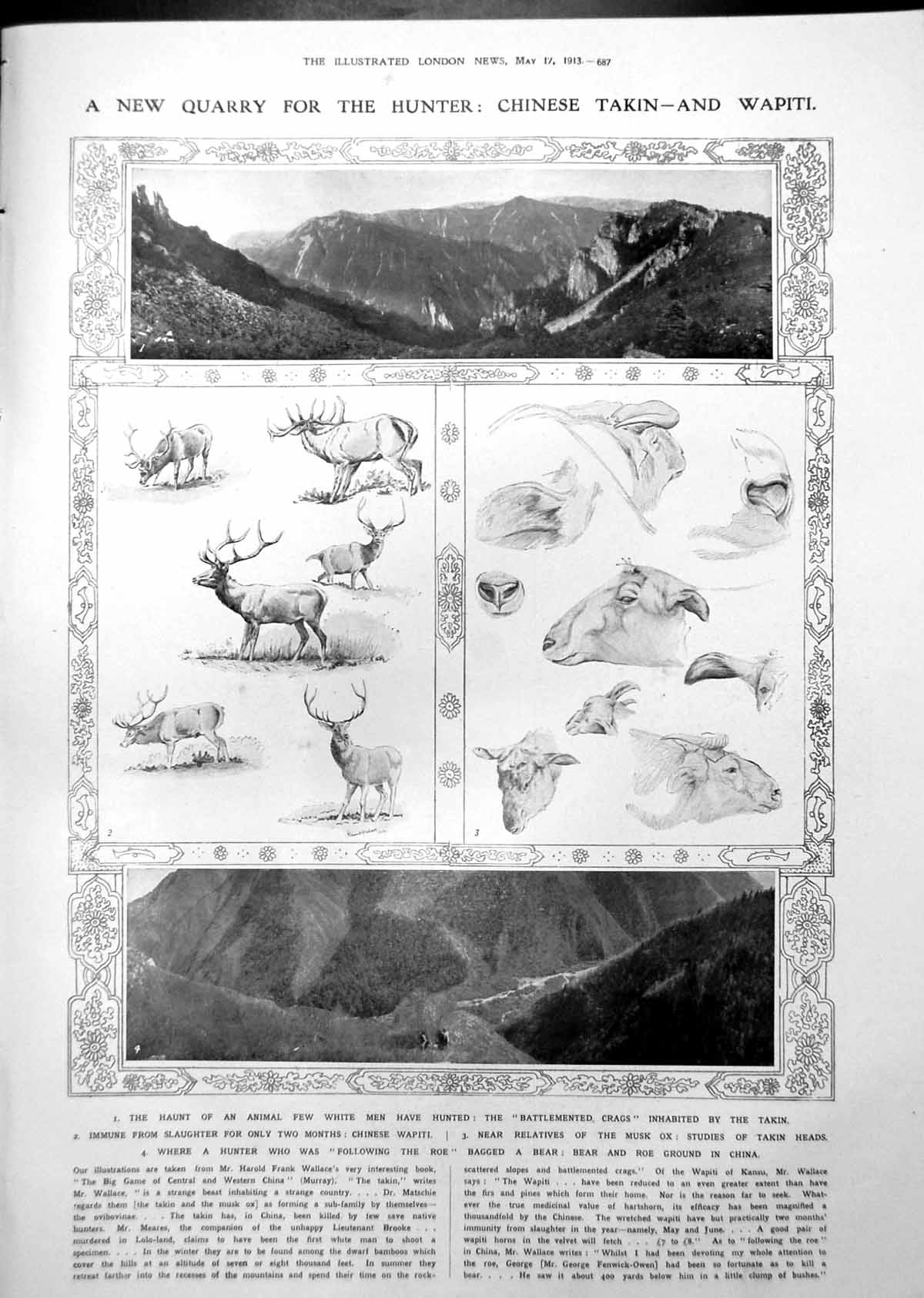 Antique Print Hunter Quarry Chinese Takin Wapiti Lawn Tennis Carriage 1913 20th