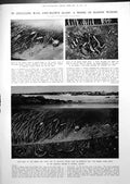 Antique Old Print Model Marine Worms Celluloid Glass Wax Dutch Paintings 1913