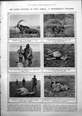 Old Big-Game Hunting East Africa Sable Impala Lion Safari Zebra 1919 20th