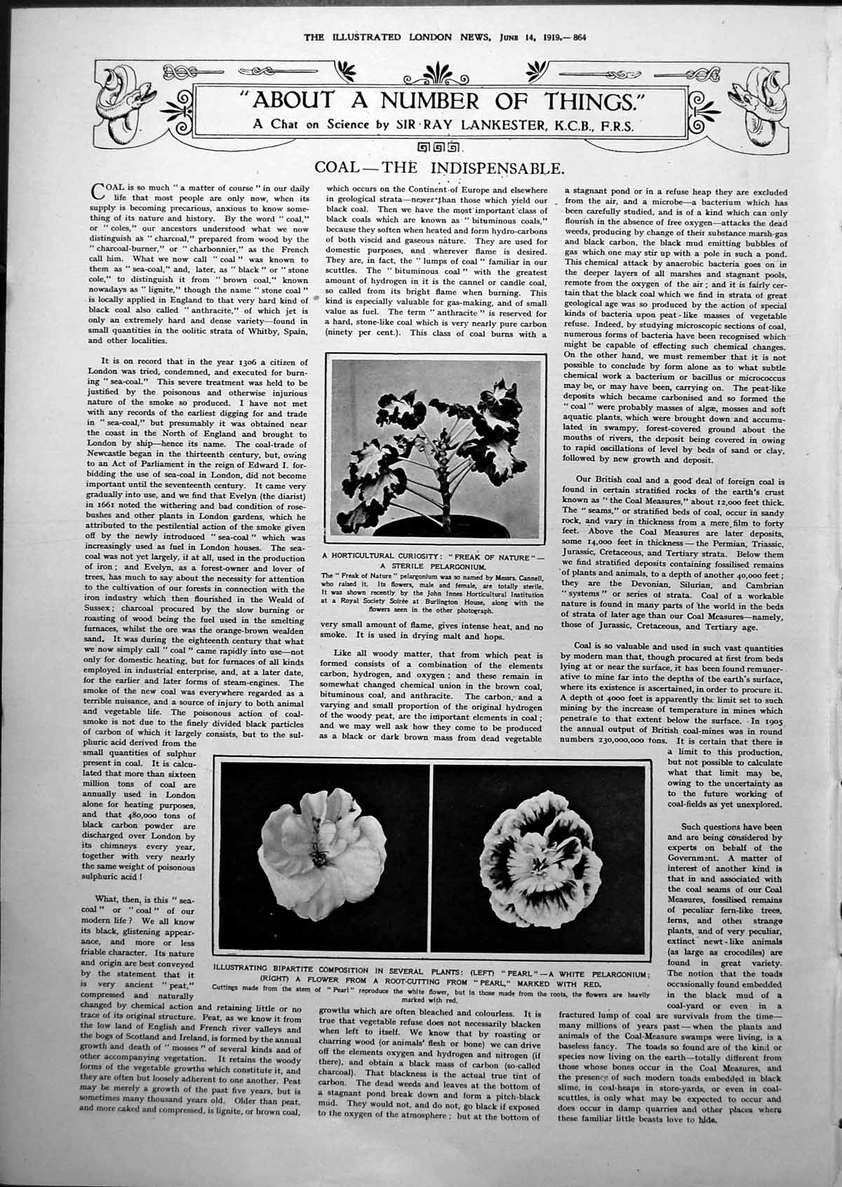 Antique Old Print Sterile Pelargonium Flowers Bearing Different Markings 1919