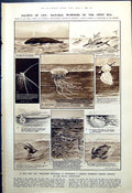 Old Print Natural Wonders Open Sea Jellyfish Theatre Jean Stirling 1921 20th