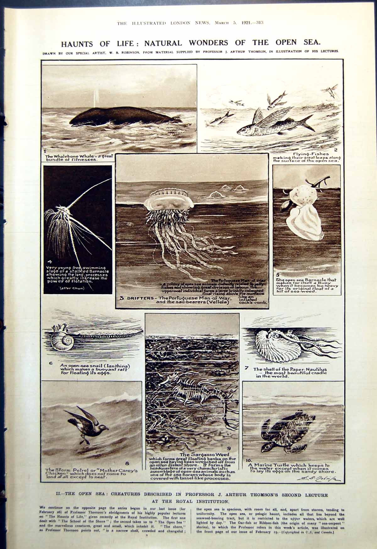 Old Print Natural Wonders Open Sea Jellyfish Theatre Jean Stirling 1921 20th