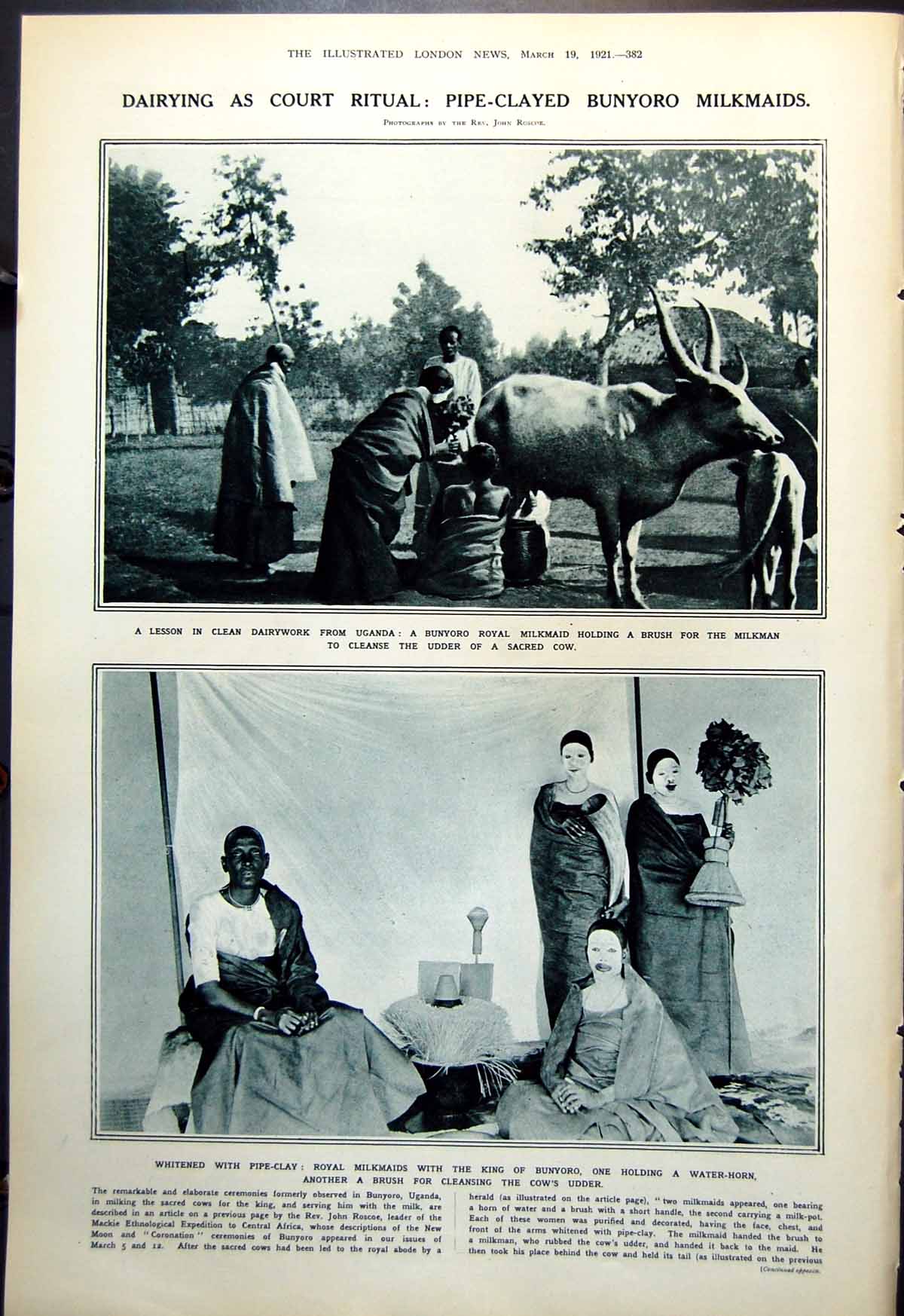Antique Old Print Bunyoro Uganda White Clayed Faces Cow Milking Sacred 1921