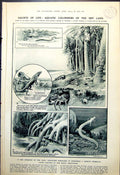 Antique Old Print Aquatic Colonisers Dry Land Ninth Earl Comedy Theatre 1921