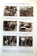 Old Print Dog-Winkles Attacking Mussels Shore Paul Manship Scultures 1921 20th