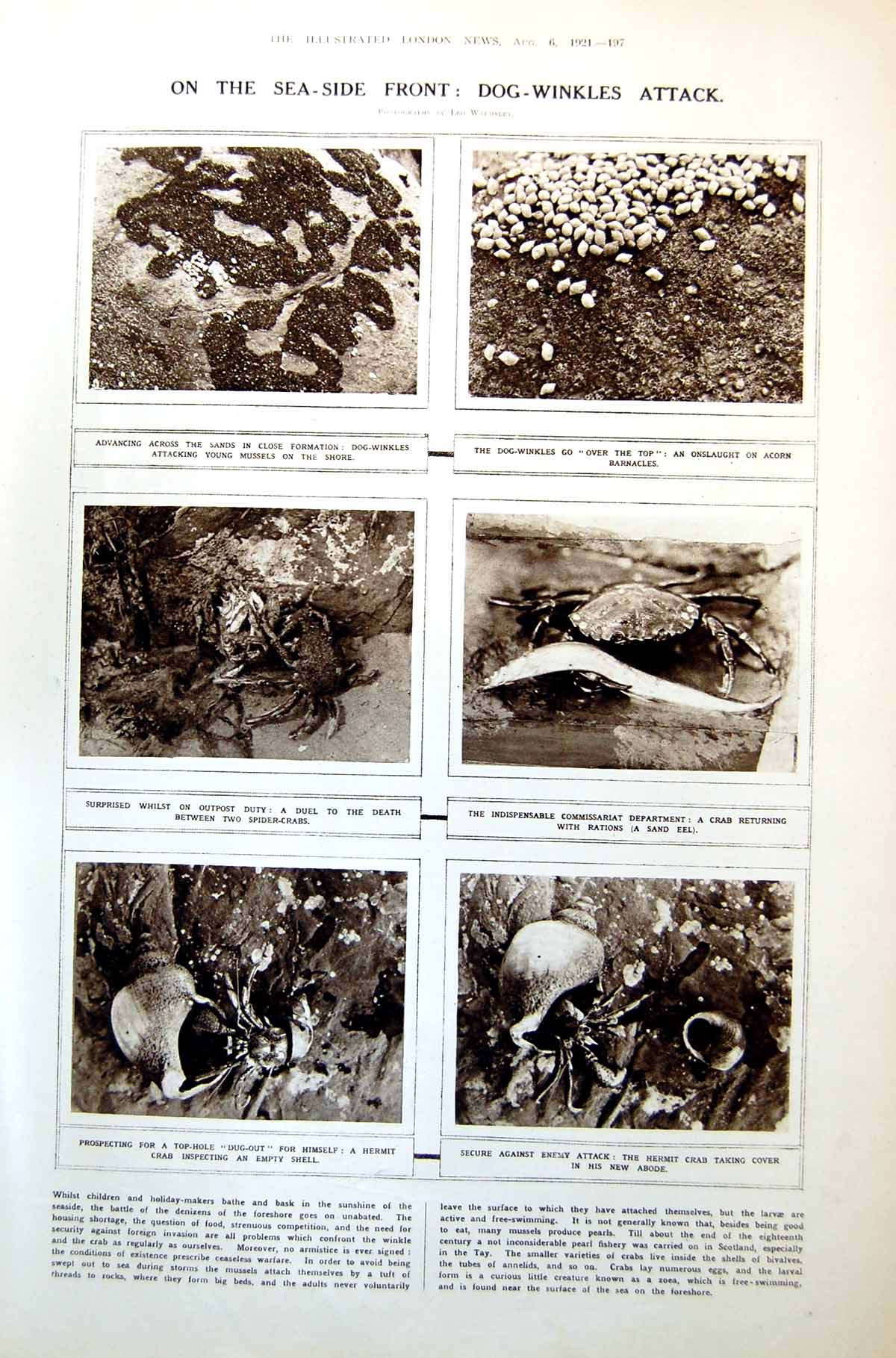 Old Print Dog-Winkles Attacking Mussels Shore Paul Manship Scultures 1921 20th