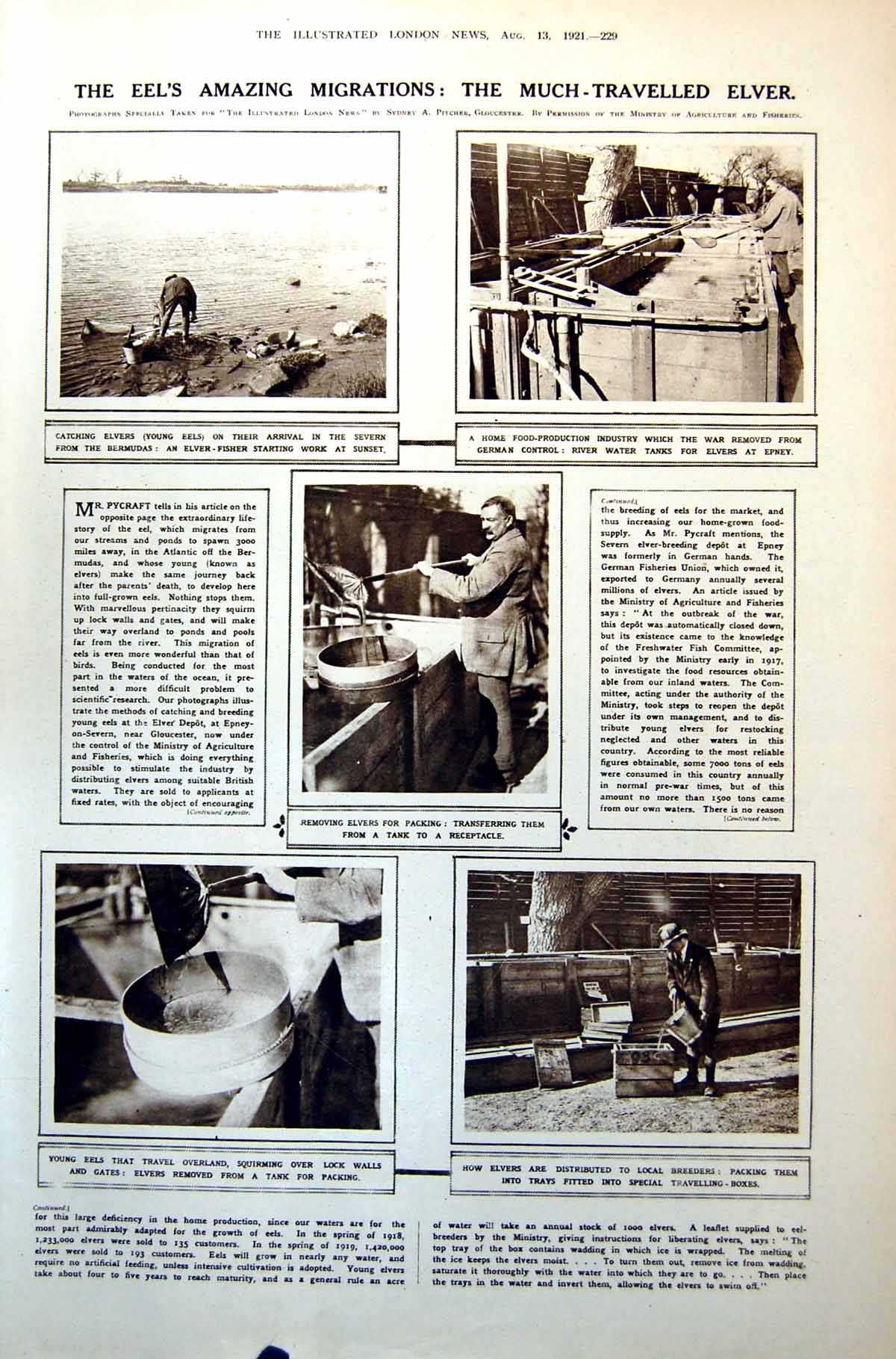 Antique Print Eel Migrations Home Production Elvers Versailles Steamer 1921