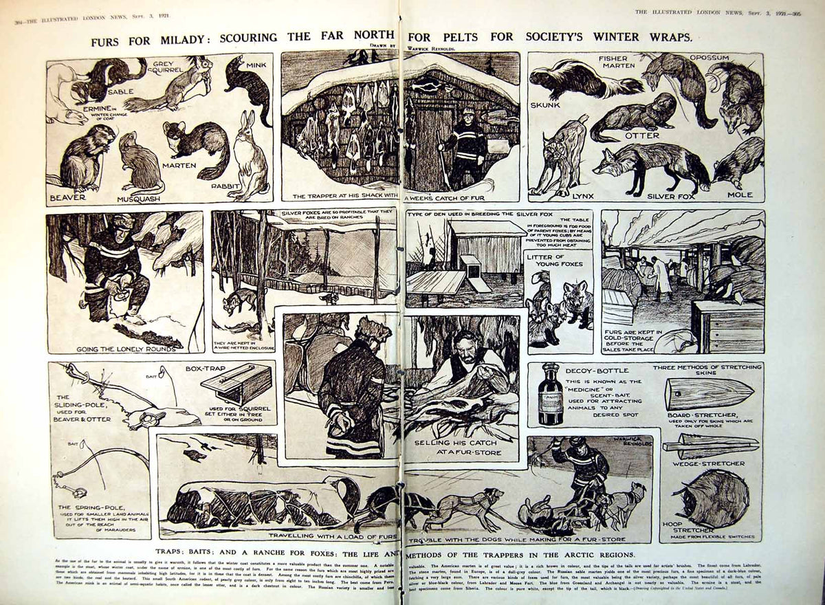 Antique Print Damaged Searching Far North Pelts Society'S Winter Wraps 1921