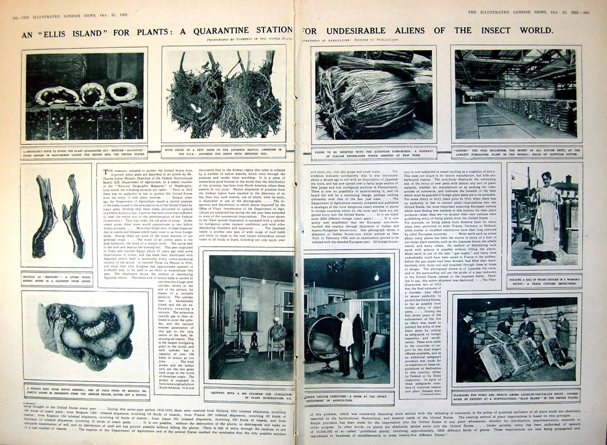 Antique Old Print Damaged Insect Undesirables Balloon Shooting Aircraft 1921