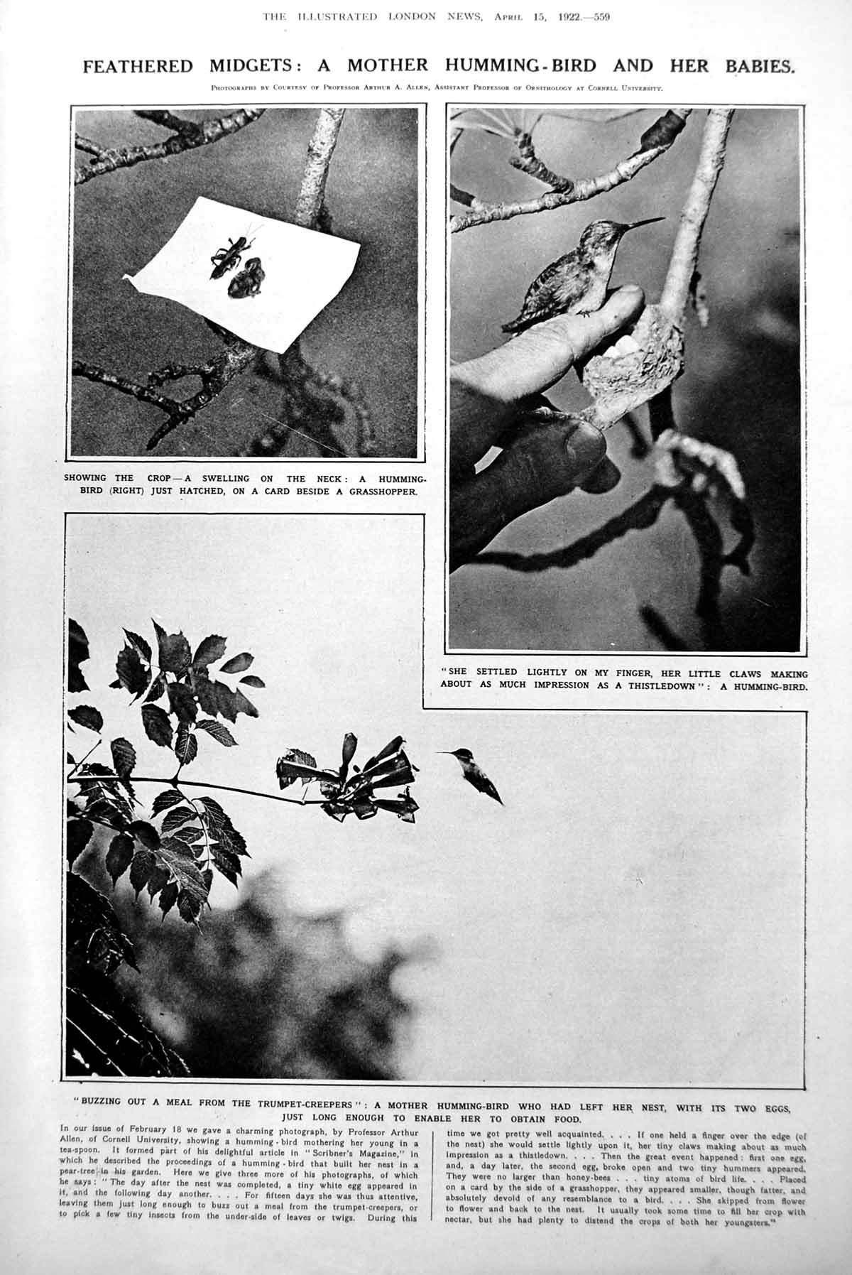 Old Vintage Print Humming-Bird Just Hatched Life Planets Venus Mars? 1922 20th