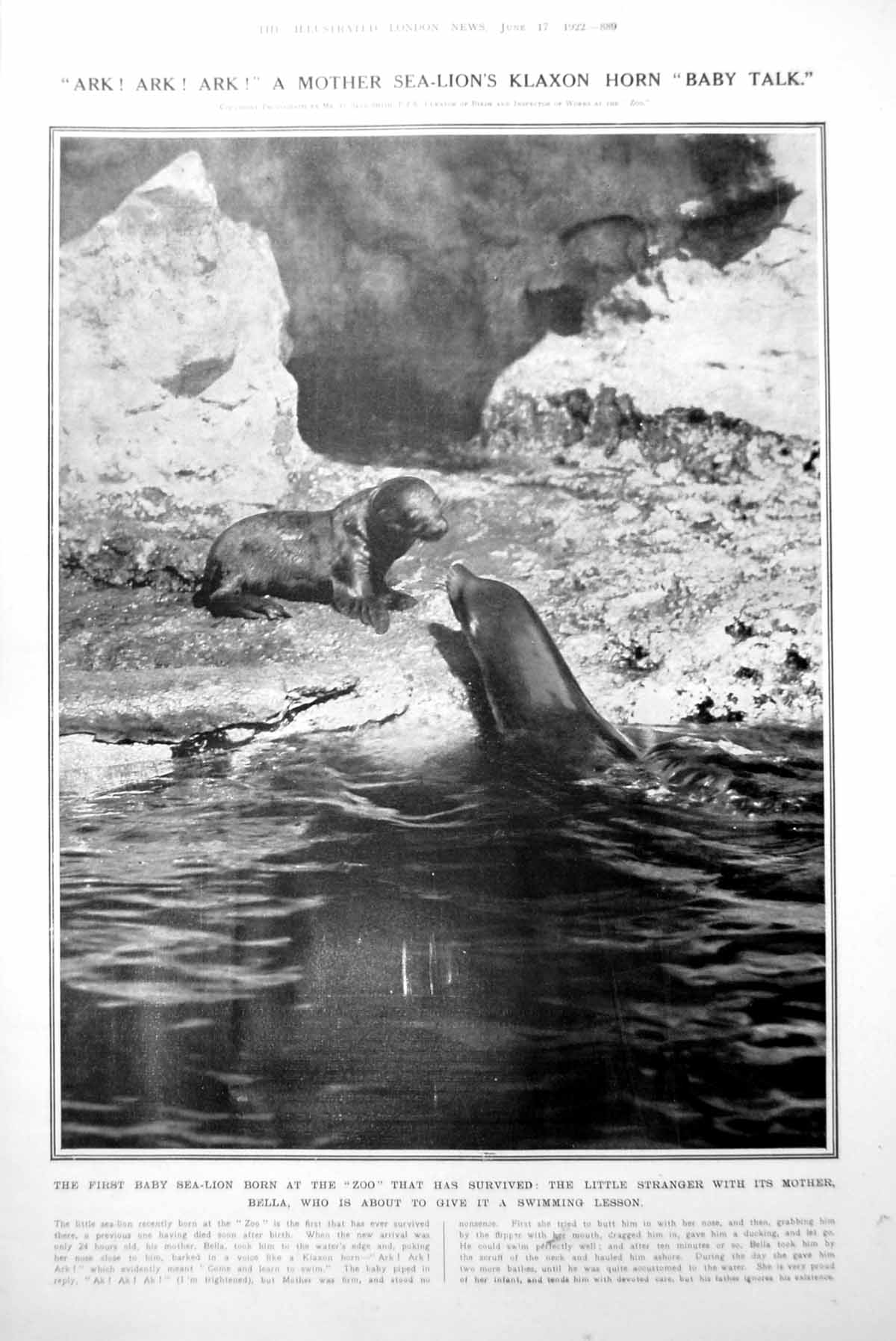 Old Print 1St Baby Sea-Lion Survived London Zoo Belleek Fort Village 1922